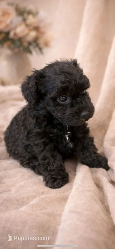 Valentine’s Day gift! ♥️ Ebony