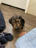 Rambo, a male Yorkipoo and Yorkshire Terrier for sale in Mitchell, SD – 5 of 8