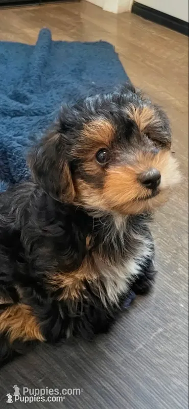 Rocky – Yorkipoo, Yorkshire Terrier puppy for sale in Mitchell, SD