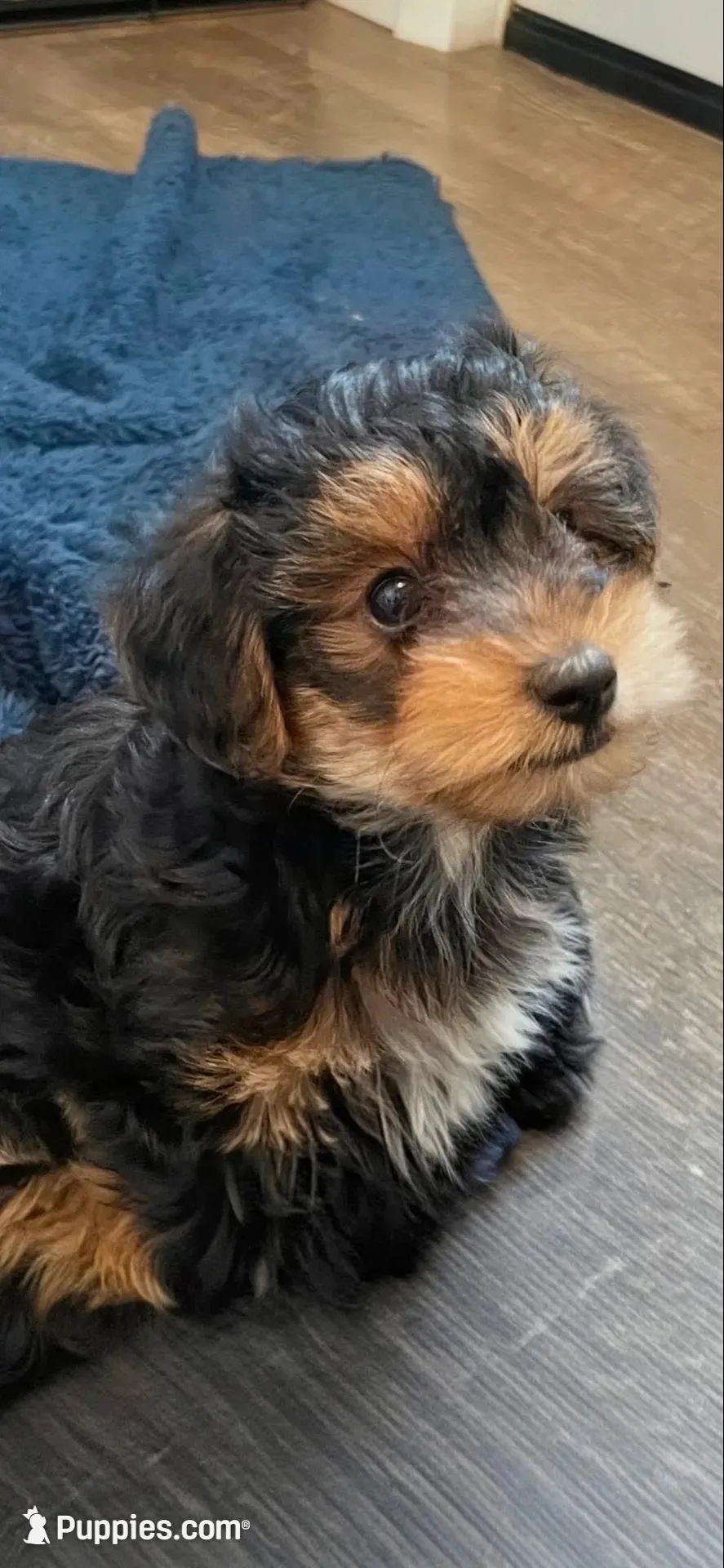 Rocky, a male Yorkipoo and Yorkshire Terrier for sale in Mitchell, SD – 1 of 6
