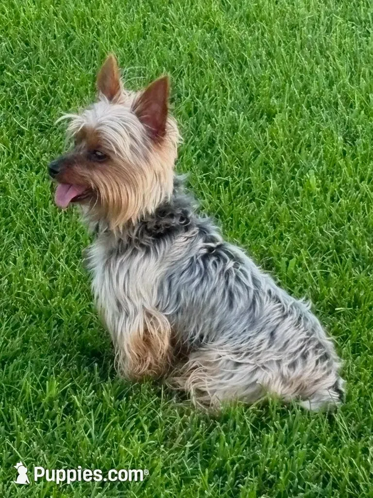 Rocky, a male Yorkipoo and Yorkshire Terrier for sale in Mitchell, SD – 5 of 6