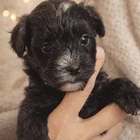 💞Pippa-sweet 2/14 gift!💝, a female Maltipoo for sale in Mitchell, SD – 4 of 9