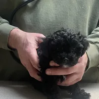 💞Pippa-sweet 2/14 gift!💝, a female Maltipoo for sale in Mitchell, SD – 2 of 9