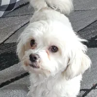 💞Pippa-sweet 2/14 gift!💝, a female Maltipoo for sale in Mitchell, SD – 8 of 9