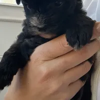 💞Pippa-sweet 2/14 gift!💝, a female Maltipoo for sale in Mitchell, SD – 9 of 9