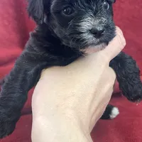 💞Pippa-sweet 2/14 gift!💝, a female Maltipoo for sale in Mitchell, SD – 6 of 9