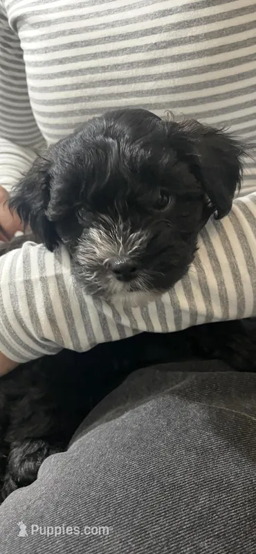 💞Pippa-sweet 2/14 gift!💝