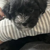💞Pippa-sweet 2/14 gift!💝, a female Maltipoo for sale in Mitchell, SD – 1 of 9