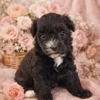 💞Pippa-sweet 2/14 gift!💝, a female Maltipoo for sale in Mitchell, SD – 3 of 9