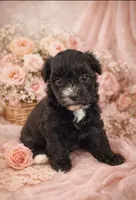 💞Pippa-sweet 2/14 gift!💝, a female Maltipoo for sale in Mitchell, SD – Photo 3 of 9