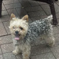 💞Pippa-sweet 2/14 gift!💝, a female Maltipoo for sale in Mitchell, SD – 7 of 9