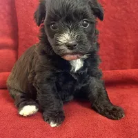💞Pippa-sweet 2/14 gift!💝, a female Maltipoo for sale in Mitchell, SD – 5 of 9