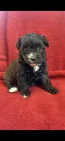 💞Pippa-sweet 2/14 gift!💝, a female Maltipoo for sale in Mitchell, SD – Photo 5 of 9