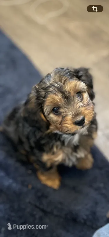Rambo – Yorkipoo, Yorkshire Terrier puppy for sale in Mitchell, SD