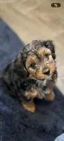 Rambo, a male Yorkipoo and Yorkshire Terrier for sale in Mitchell, SD – 4 of 8