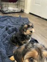Rocky, a male Yorkipoo and Yorkshire Terrier for sale in Mitchell, SD – 3 of 6