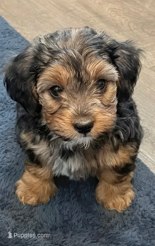 Rambo – Yorkipoo, Yorkshire Terrier puppy for sale in Mitchell, SD