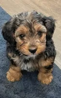 Rambo, a male Yorkipoo and Yorkshire Terrier for sale in Mitchell, SD – 1 of 8