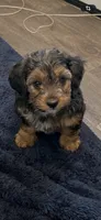 Rambo, a male Yorkipoo and Yorkshire Terrier for sale in Mitchell, SD – 6 of 8
