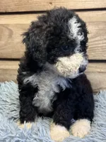 Oreo, a female Double Doodle for sale in Ariton, AL – 2 of 2