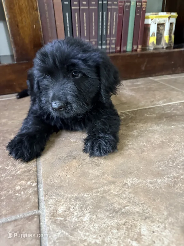 Charlie – Double Doodle puppy for sale in Ariton, AL