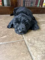 Charlie, a male Double Doodle for sale in Ariton, AL – 4 of 5