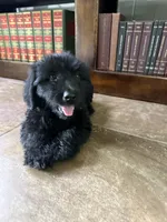 Charlie, a male Double Doodle for sale in Ariton, AL – 3 of 5