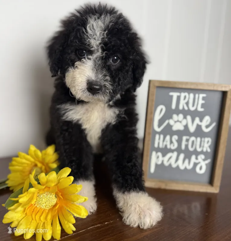 Oreo – Double Doodle puppy for sale in Ariton, AL