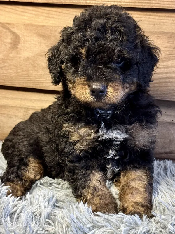 Scotch  – Double Doodle puppy for sale in Ariton, AL