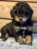 Scotch , a male Double Doodle for sale in Ariton, AL – 1 of 2