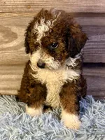 Maple, a female Double Doodle for sale in Ariton, AL – 2 of 2