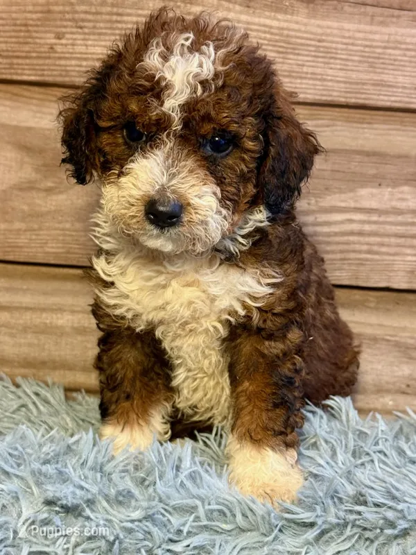 Maple – Double Doodle puppy for sale in Ariton, AL