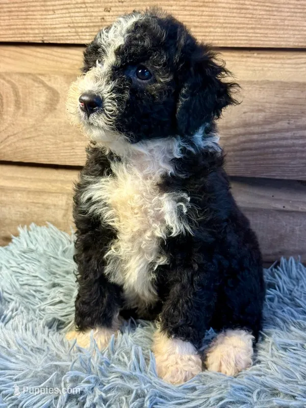 Oreo – Double Doodle puppy for sale in Ariton, AL