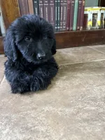Charlie, a male Double Doodle for sale in Ariton, AL – 5 of 5