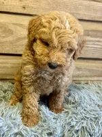 Charlie, a male Double Doodle for sale in Ariton, AL – 2 of 2