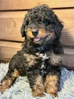 Scotch , a male Double Doodle for sale in Ariton, AL – 2 of 2
