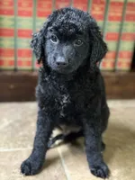 Bear, a male Double Doodle for sale in Ariton, AL – 2 of 2