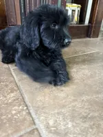 Charlie, a male Double Doodle for sale in Ariton, AL – 2 of 5