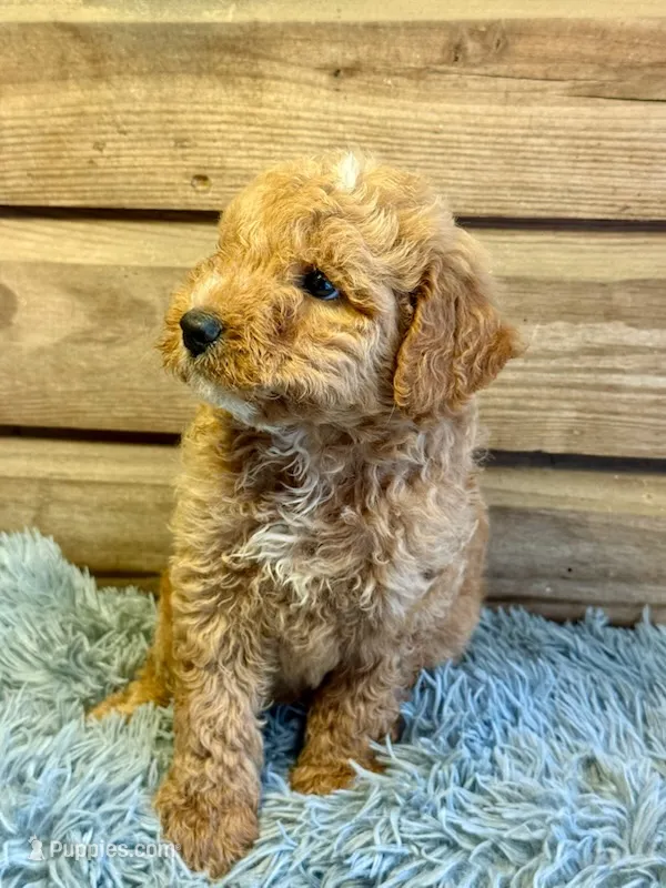 Charlie – Double Doodle puppy for sale in Ariton, AL