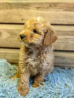 Charlie, a male Double Doodle for sale in Ariton, AL – 1 of 2