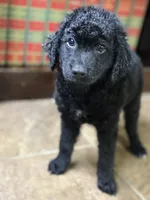 Bear, a male Double Doodle for sale in Ariton, AL – 1 of 2