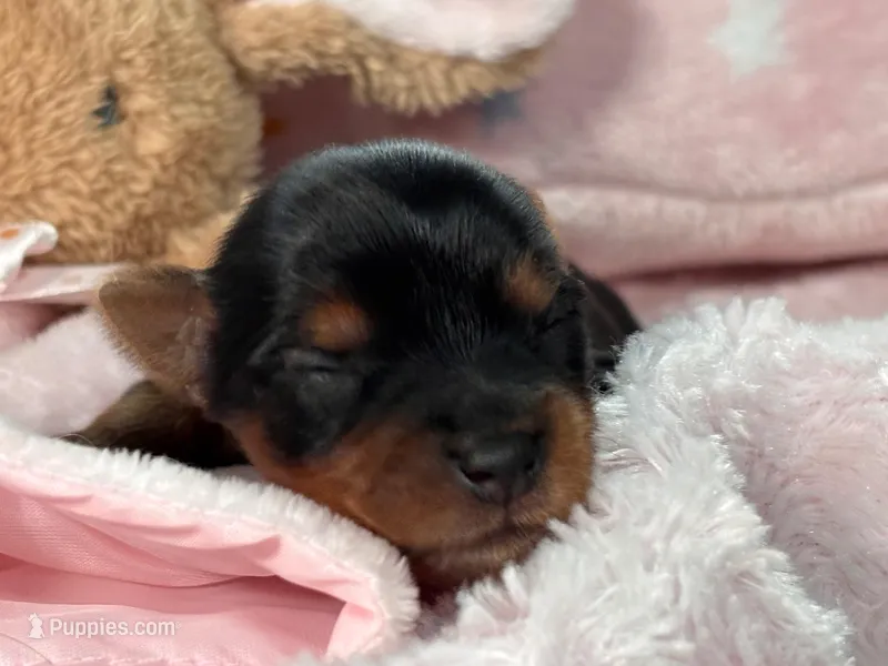 Yorkie Female 1 – Yorkshire Terrier puppy for sale in Charleston, WV