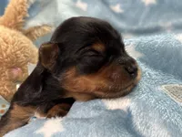 Yorkie Male 1, a  Yorkshire Terrier for sale in Charleston, WV – Photo 1 of 2