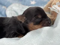 Yorkie Male 1, a  Yorkshire Terrier for sale in Charleston, WV – Photo 2 of 2