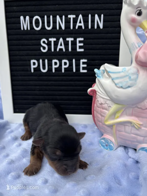 Mikey – Yorkshire Terrier puppy for sale in Charleston, WV