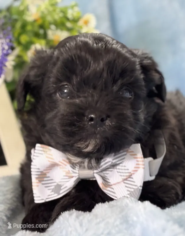 Grady – Shihpoo puppy for sale in Charleston, WV