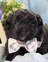 Grady, a male Shihpoo for sale in Charleston, WV – 4 of 6