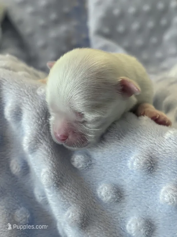 AKC Luther  – Maltese puppy for sale in Charleston, WV