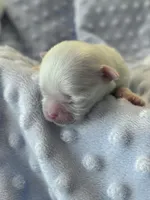 AKC Luther , a male Maltese for sale in Charleston, WV – 1 of 2