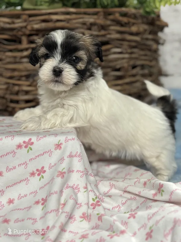 Malshipoo TINY FEMALE